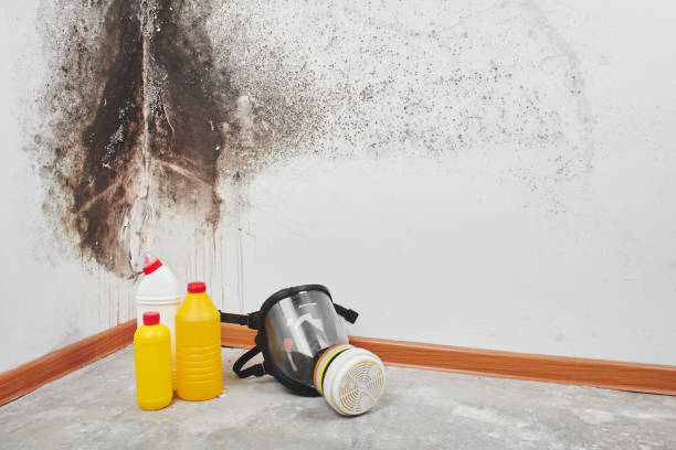 Best Basement Mold Remediation in Granite Hills, CA