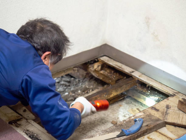 Best White Mold Remediation in Granite Hills, CA