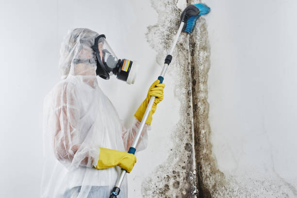 Best Residential Mold Remediation in Granite Hills, CA