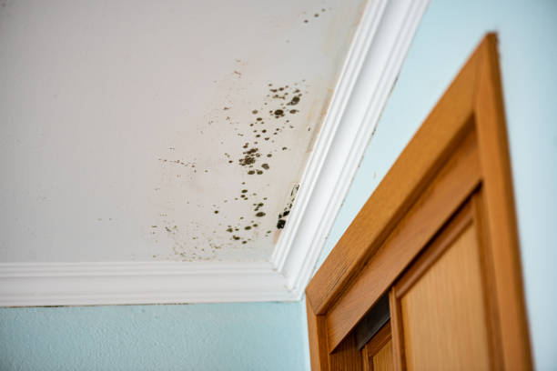 Best Health and Safety Mold Remediation in Granite Hills, CA