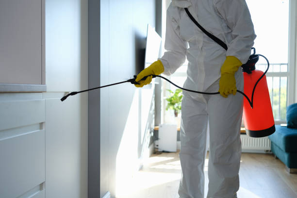 Best Mold Remediation for Schools in Granite Hills, CA