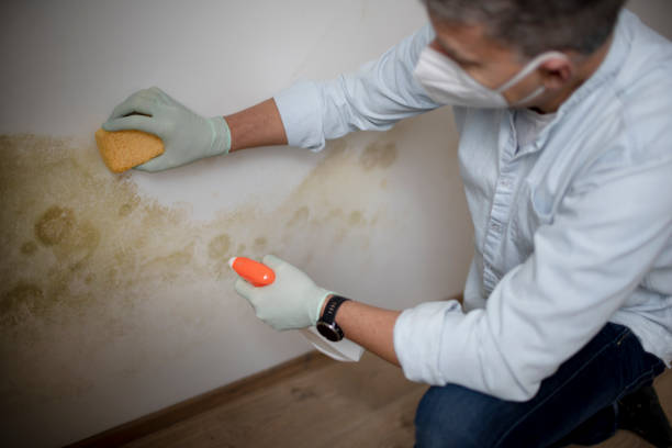 Best Post-Flood Mold Remediation in Granite Hills, CA
