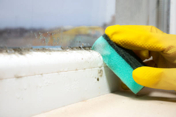 Best Localized Mold Remediation (e.g., coastal areas, humid climates) in Granite Hills, CA